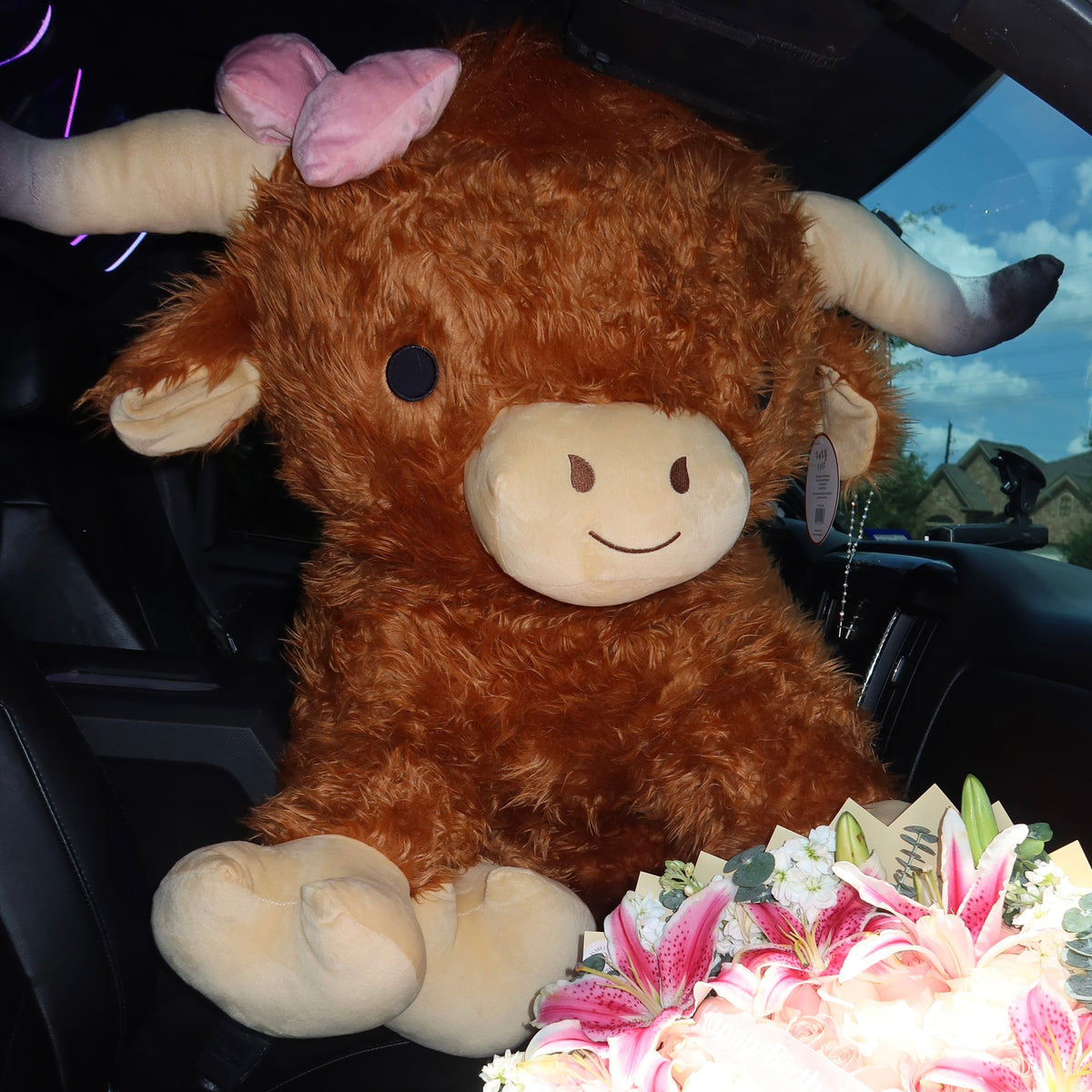 Jumbo Highland Cow